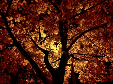 brown and red maple tree