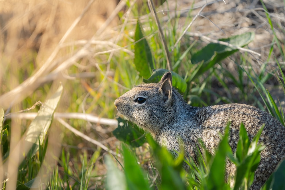 brown and white squirrel on green grass during daytime