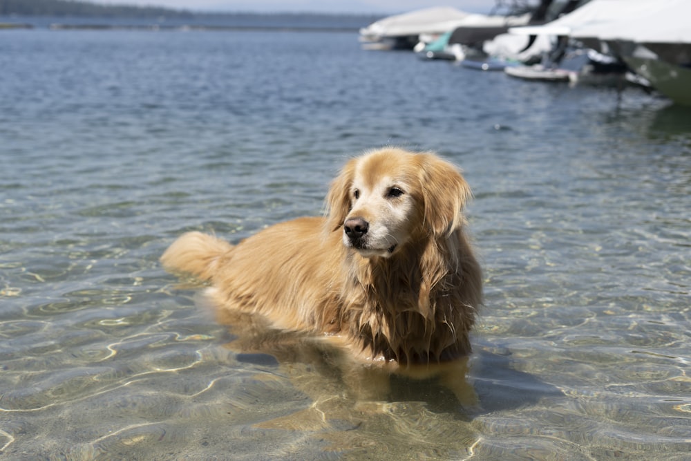 golden retriever puppy sitting on the beach during daytime