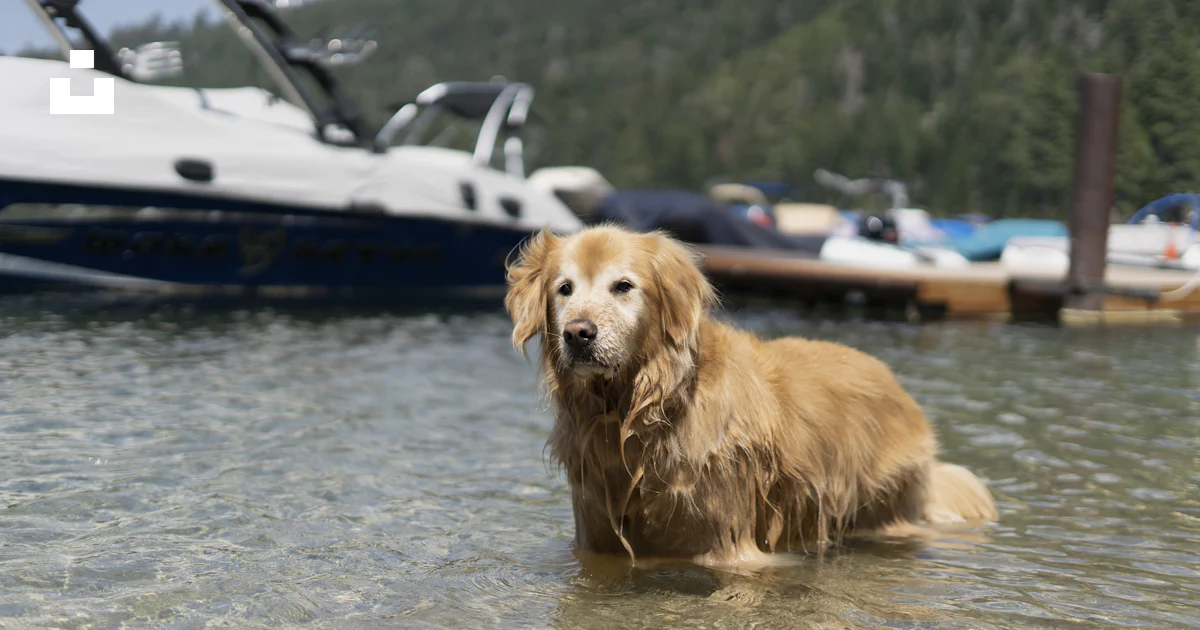 Golden Retriever corriendo en el agua durante el día foto – Imagen de ...