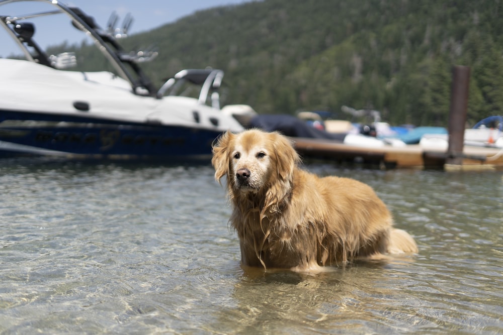 golden retriever running on water during daytime