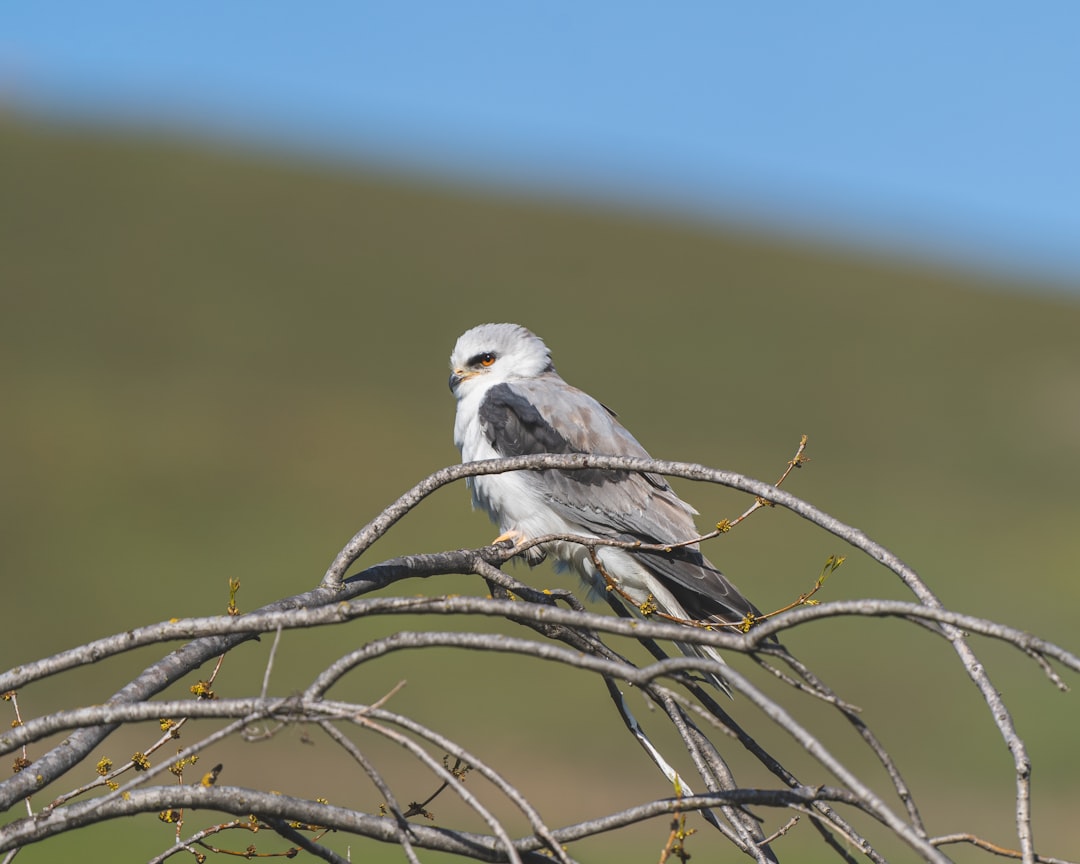 white and gray bird on brown tree branch during daytime