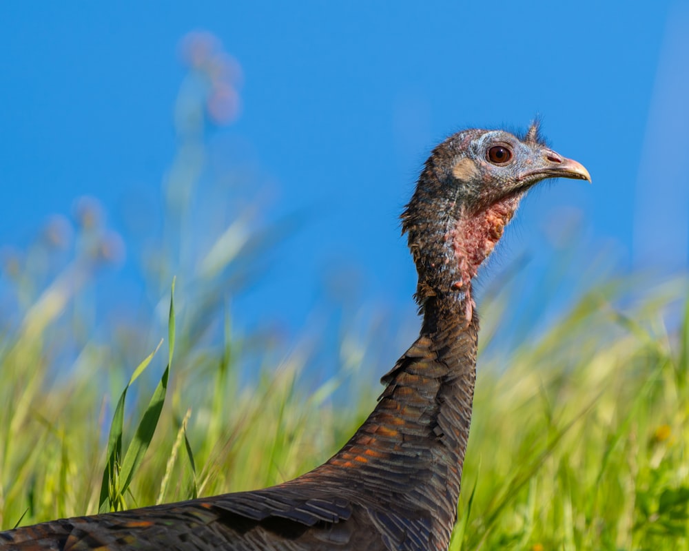 brown turkey on green grass during daytime