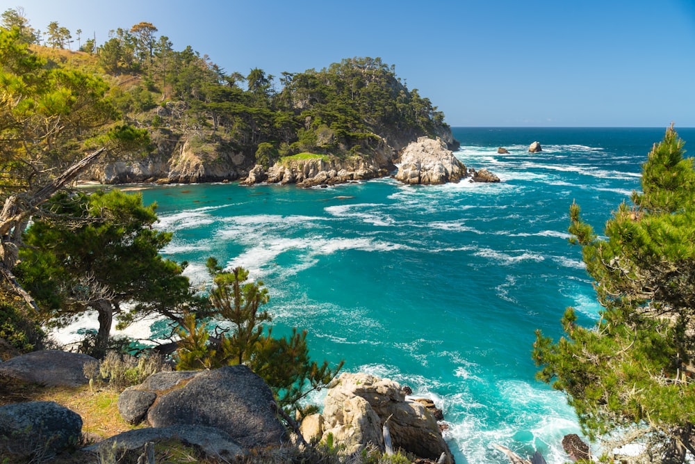 arbres verts sur le rivage rocheux pendant la journée