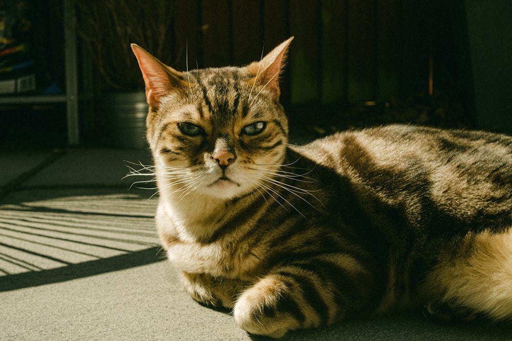 chat tigré brun sur tapis gris