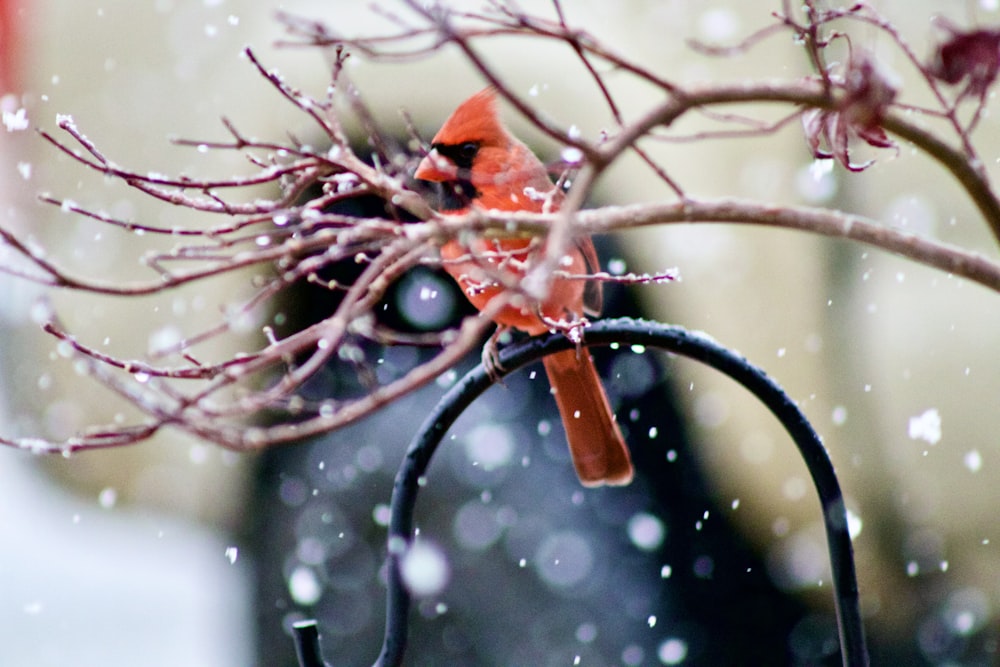 Pájaro cardenal rojo posado en la rama de un árbol durante el día