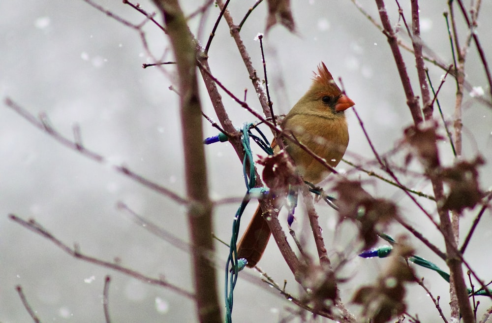 brown bird on tree branch