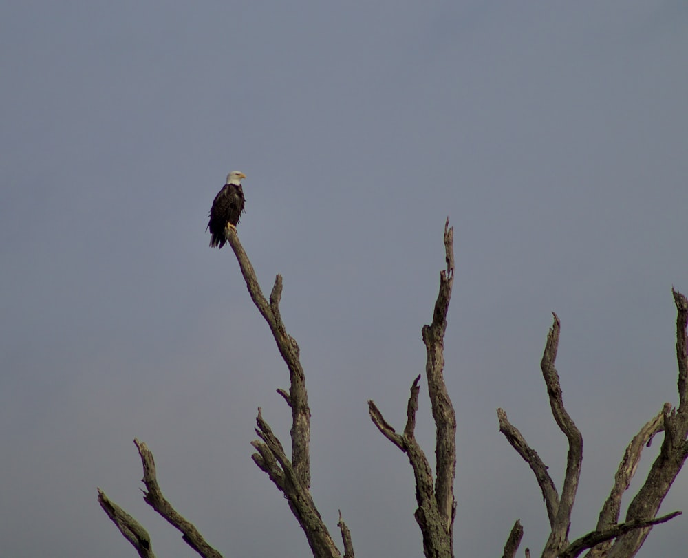 brown and white eagle on brown tree branch during daytime