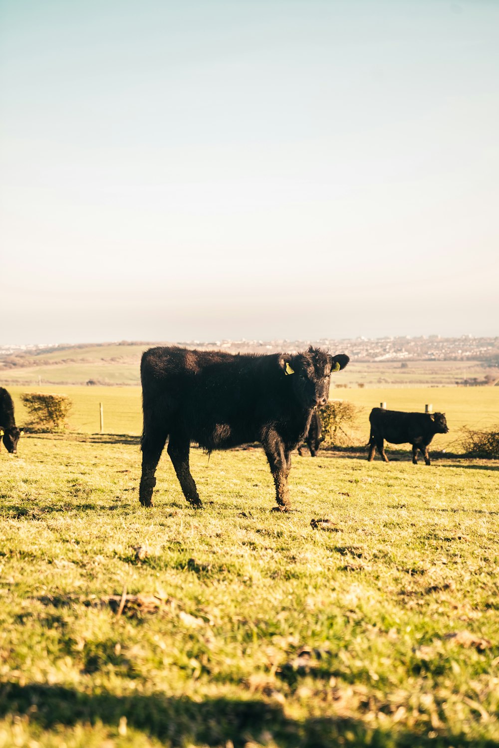 black cow on green grass field during daytime