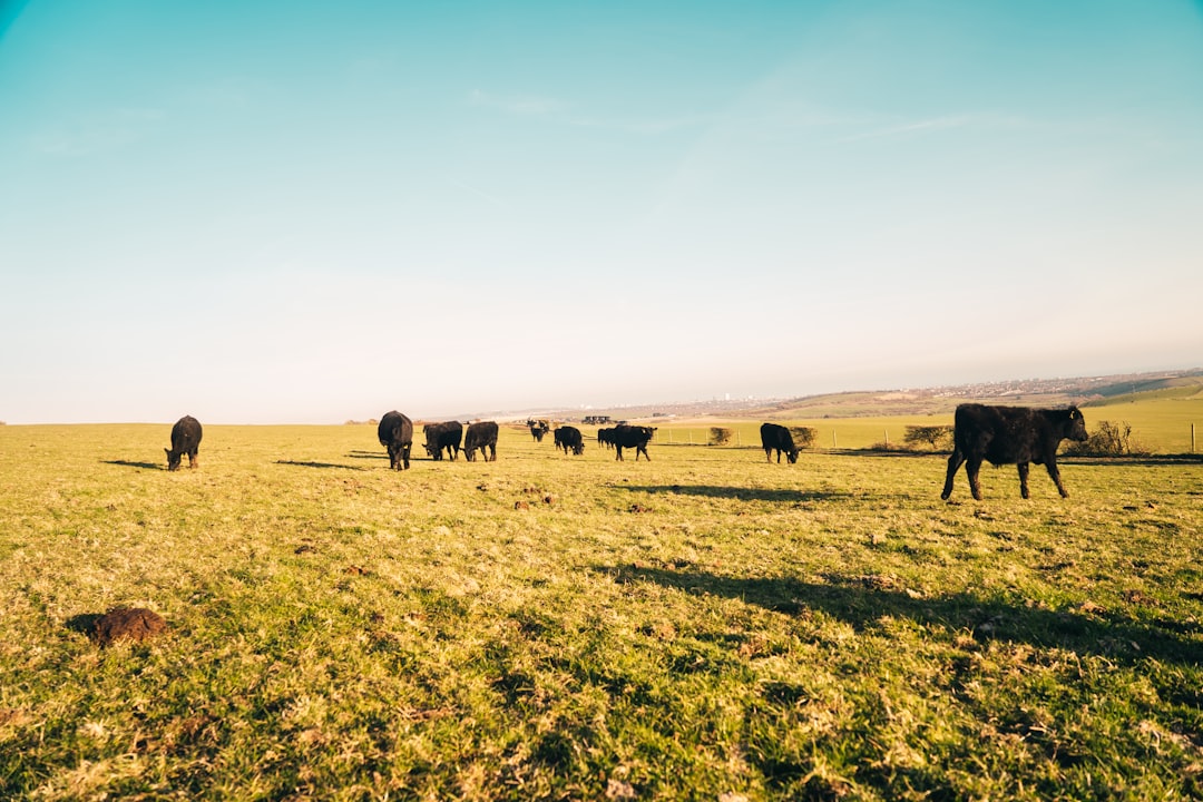 herd of sheep on green grass field during daytime