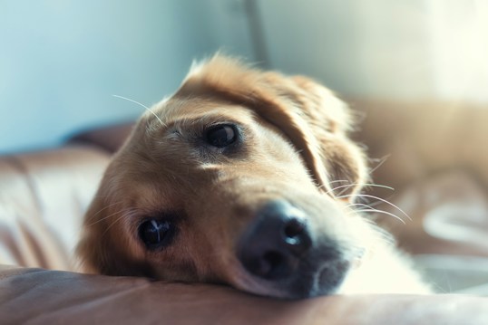 A close-up image of a dog resting its head on a surface, with soft lighting highlighting its fur and eyes. The background is slightly out of focus, creating a calming atmosphere.