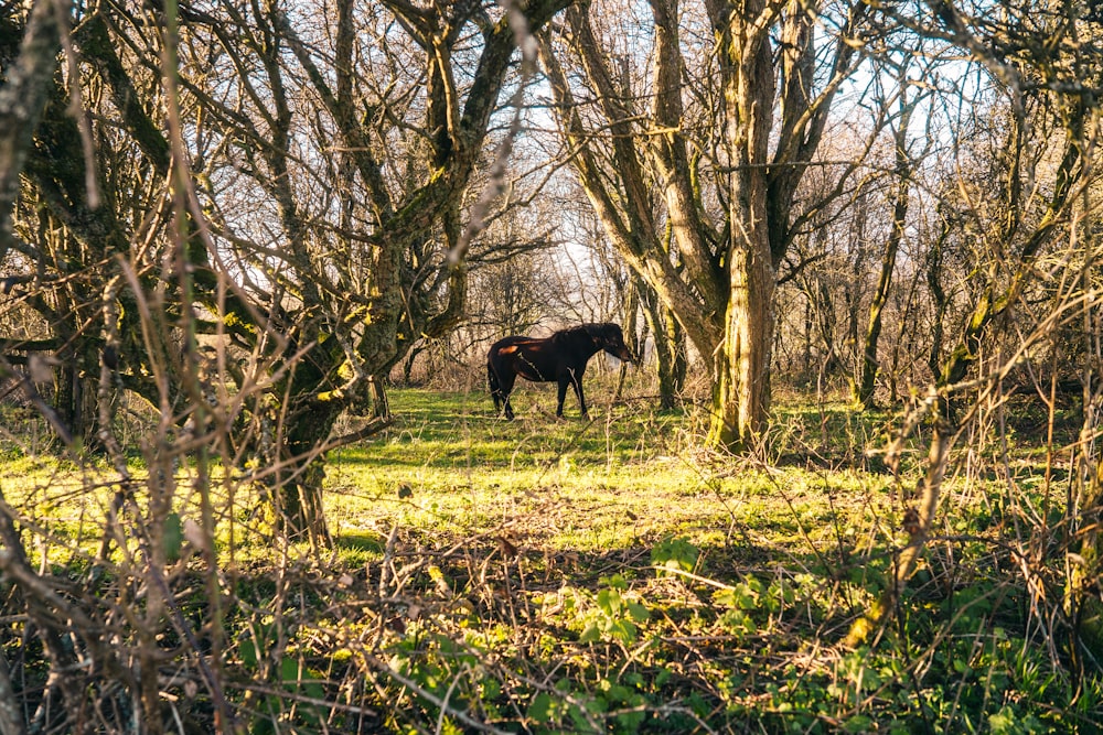 black horse on green grass field during daytime