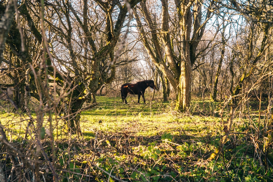 black horse on green grass field during daytime