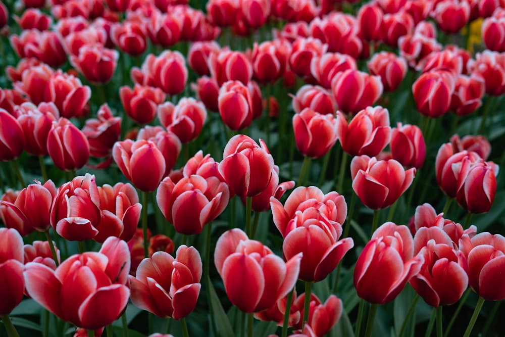 red tulips field during daytime