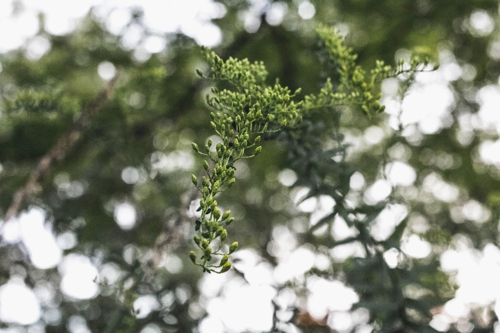 a close up of a tree branch with green leaves