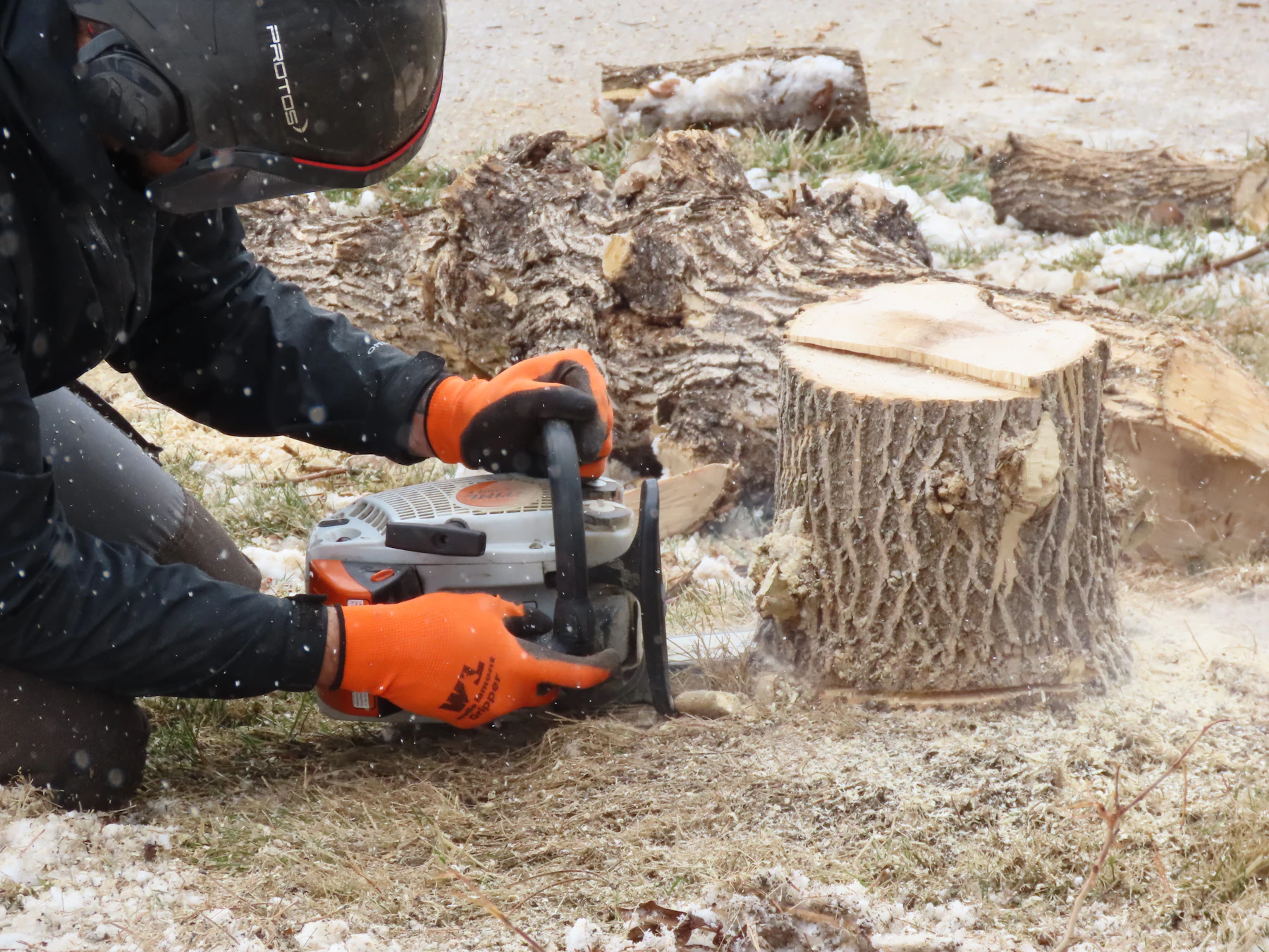 A sawyer wearing a helmet with a face screen and orange gloves cutting a stump with a chainsaw