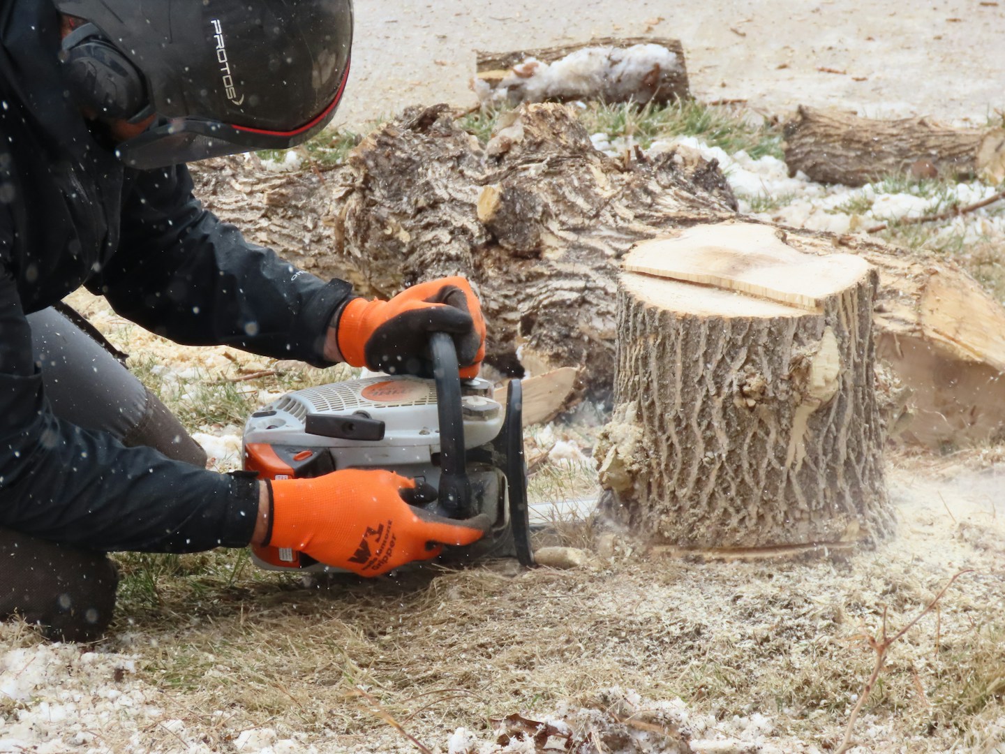 stumo-griding-logan-city-oasis-tree-management