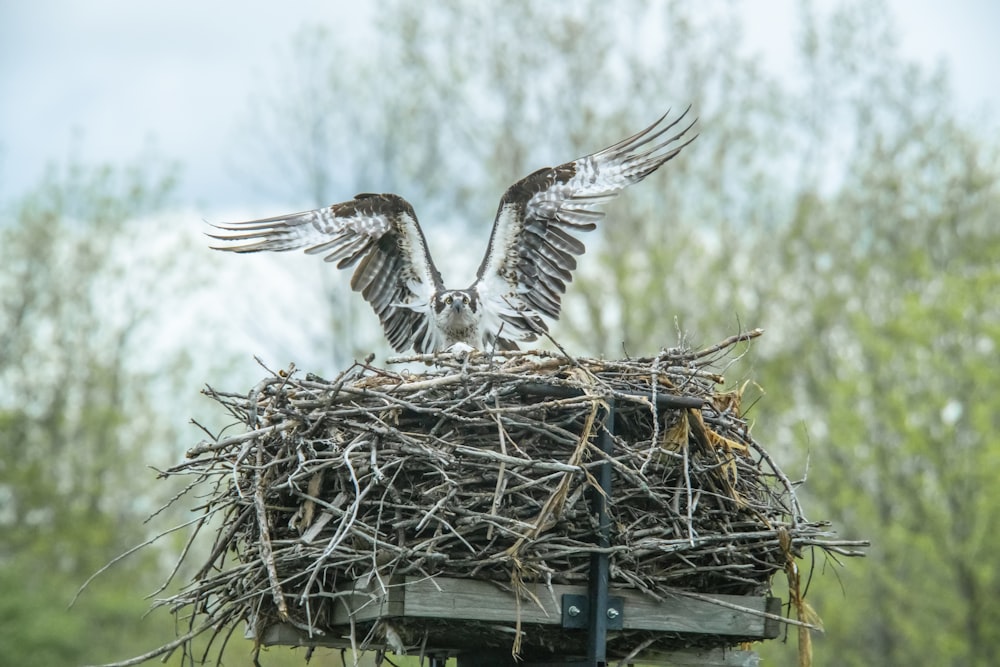 white and black bird on nest