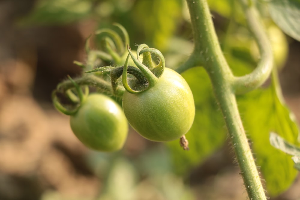 green round fruit in close up photography