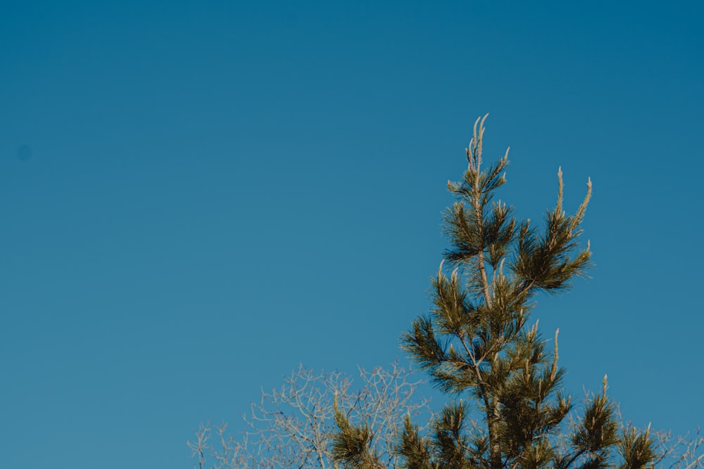 brown tree under blue sky during daytime