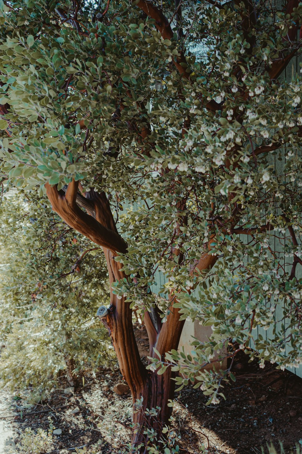 brown bird on tree branch