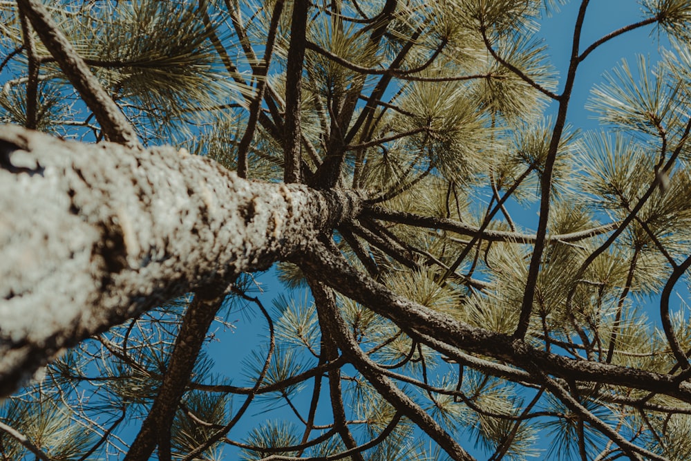 brown bare tree under blue sky during daytime