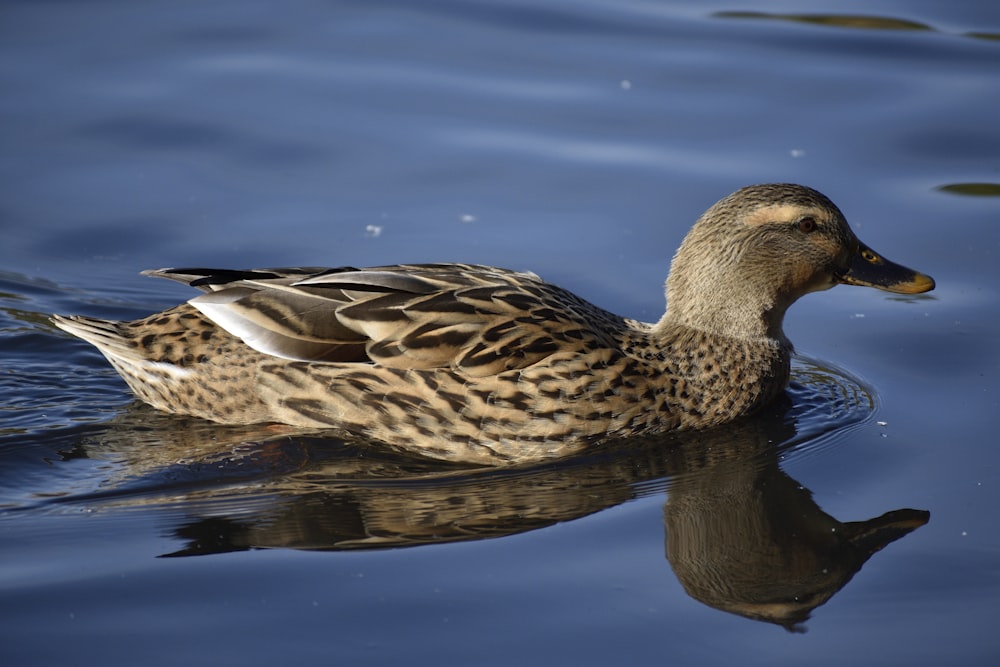 brown duck on water during daytime