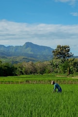 green grass field with green trees and mountains in the distance