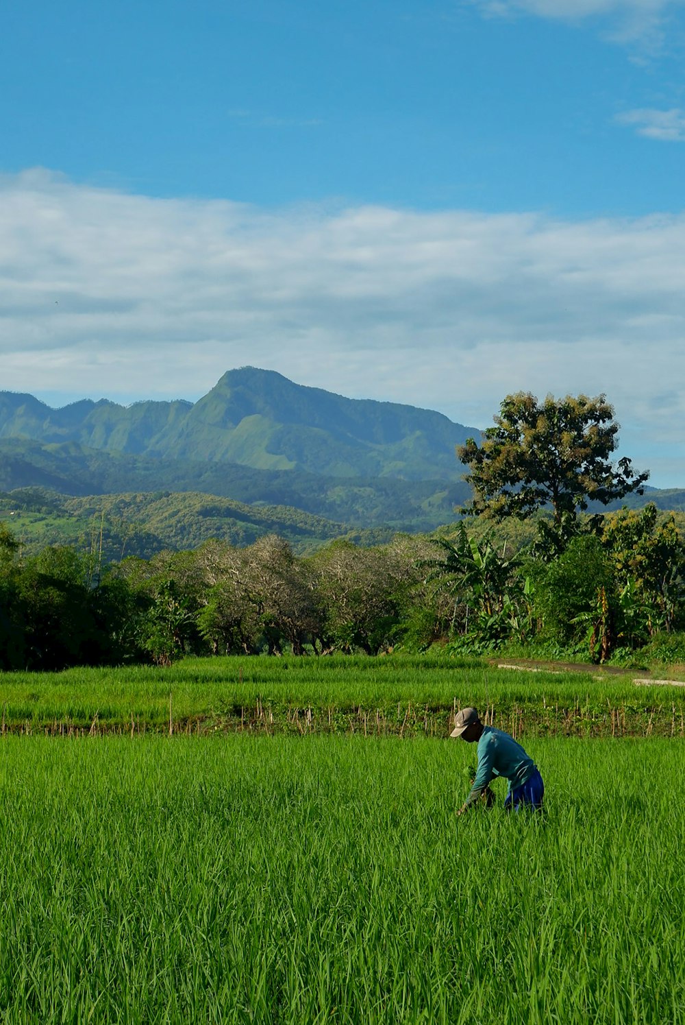 green grass field with green trees and mountains in the distance