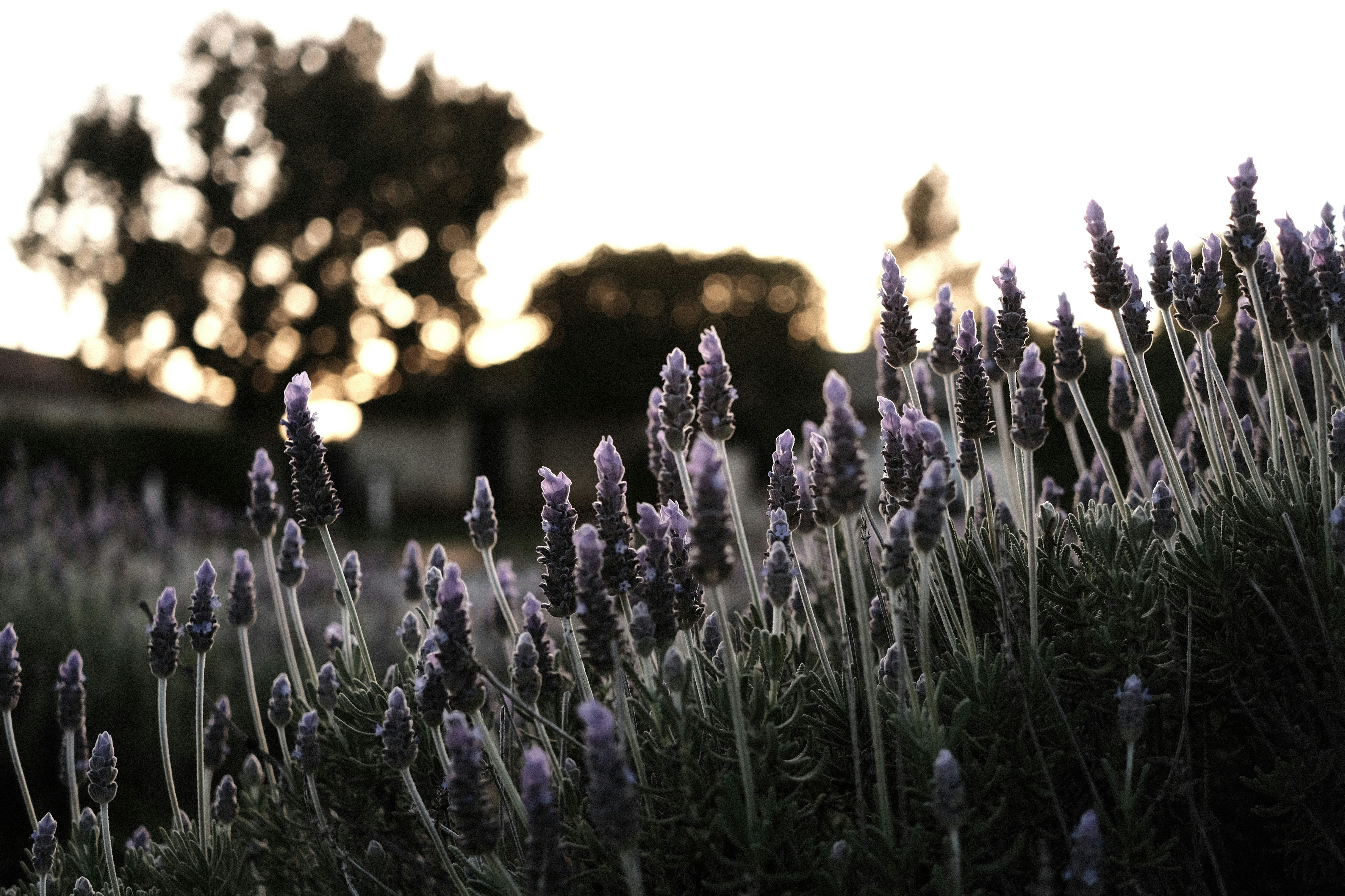 Photo by christinabi