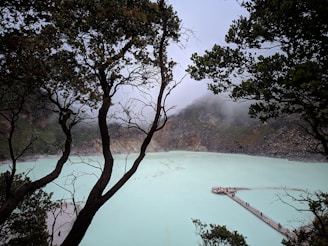 green trees on foggy weather