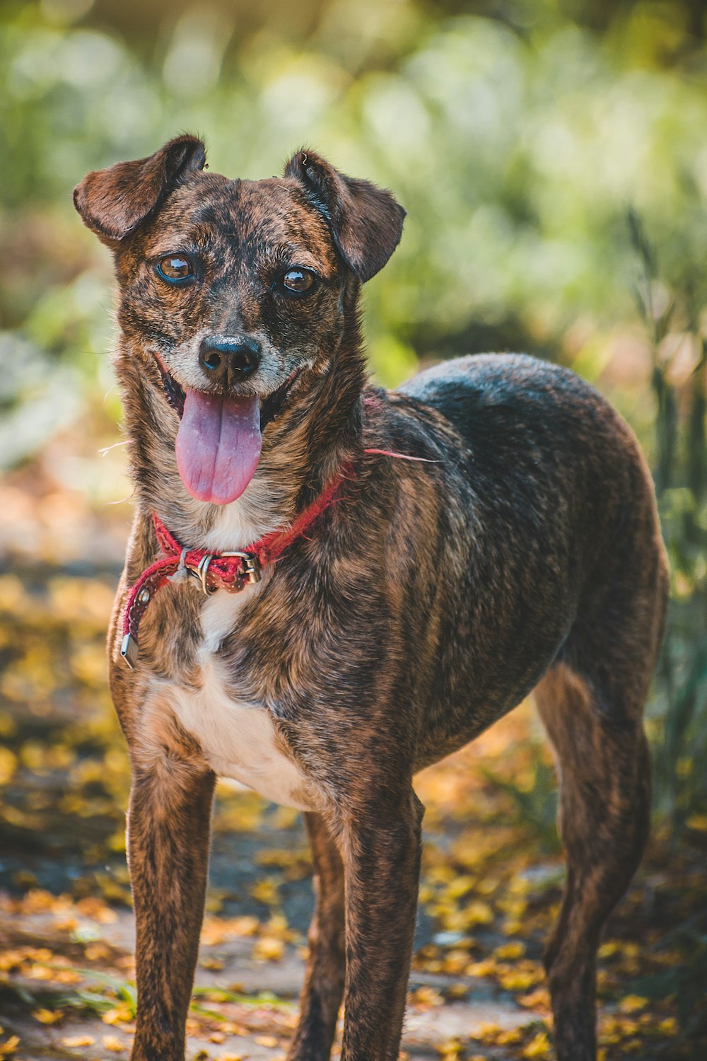 brown and white short coated dog with red collar