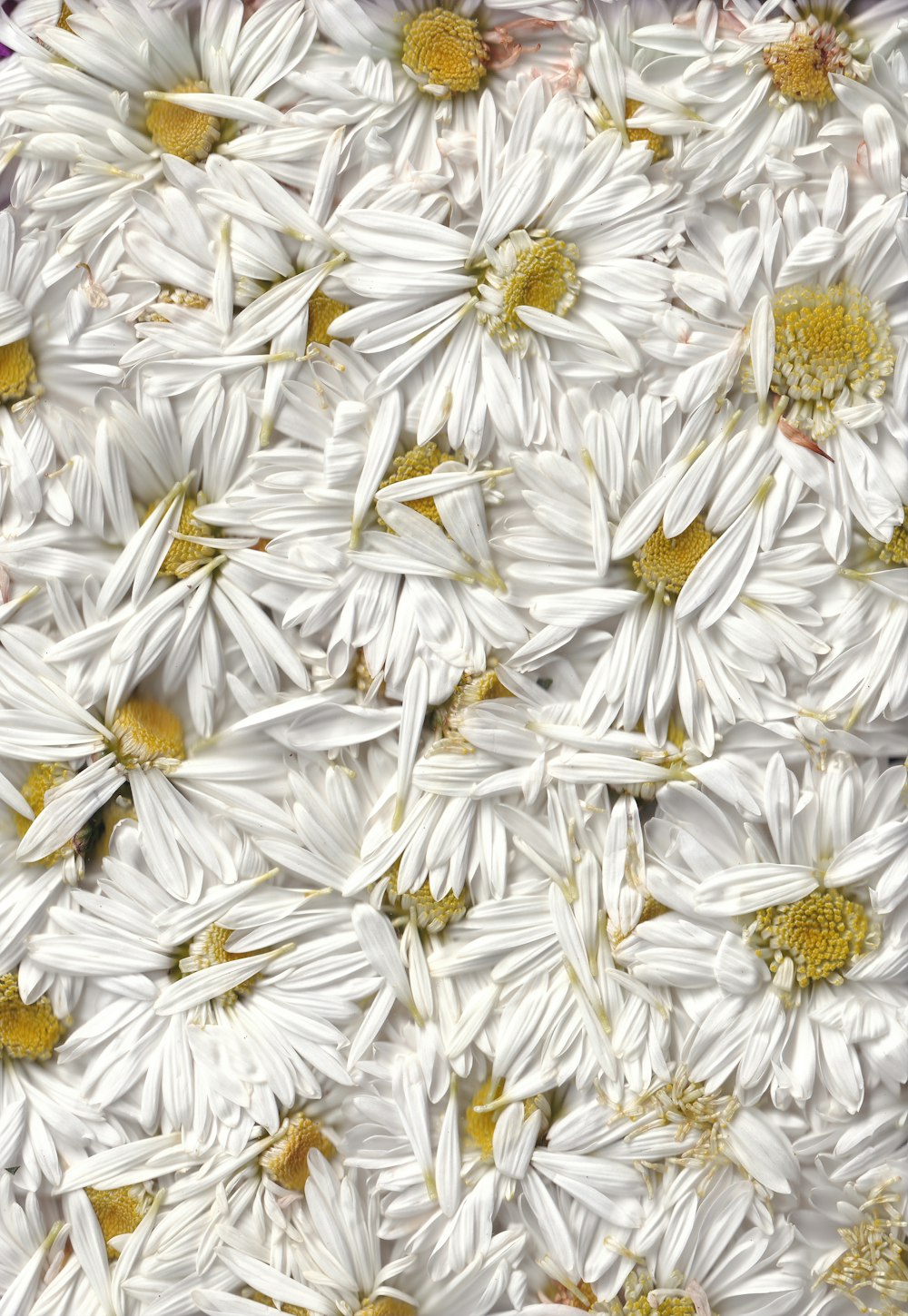 白と黄色のデイジーの花の写真 Unsplashの無料花柄写真