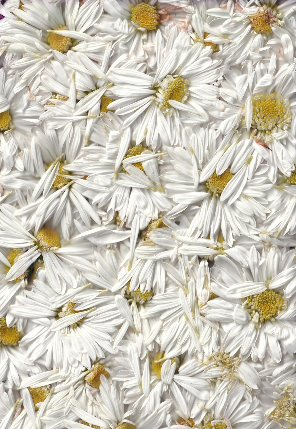 white and yellow daisy flowers