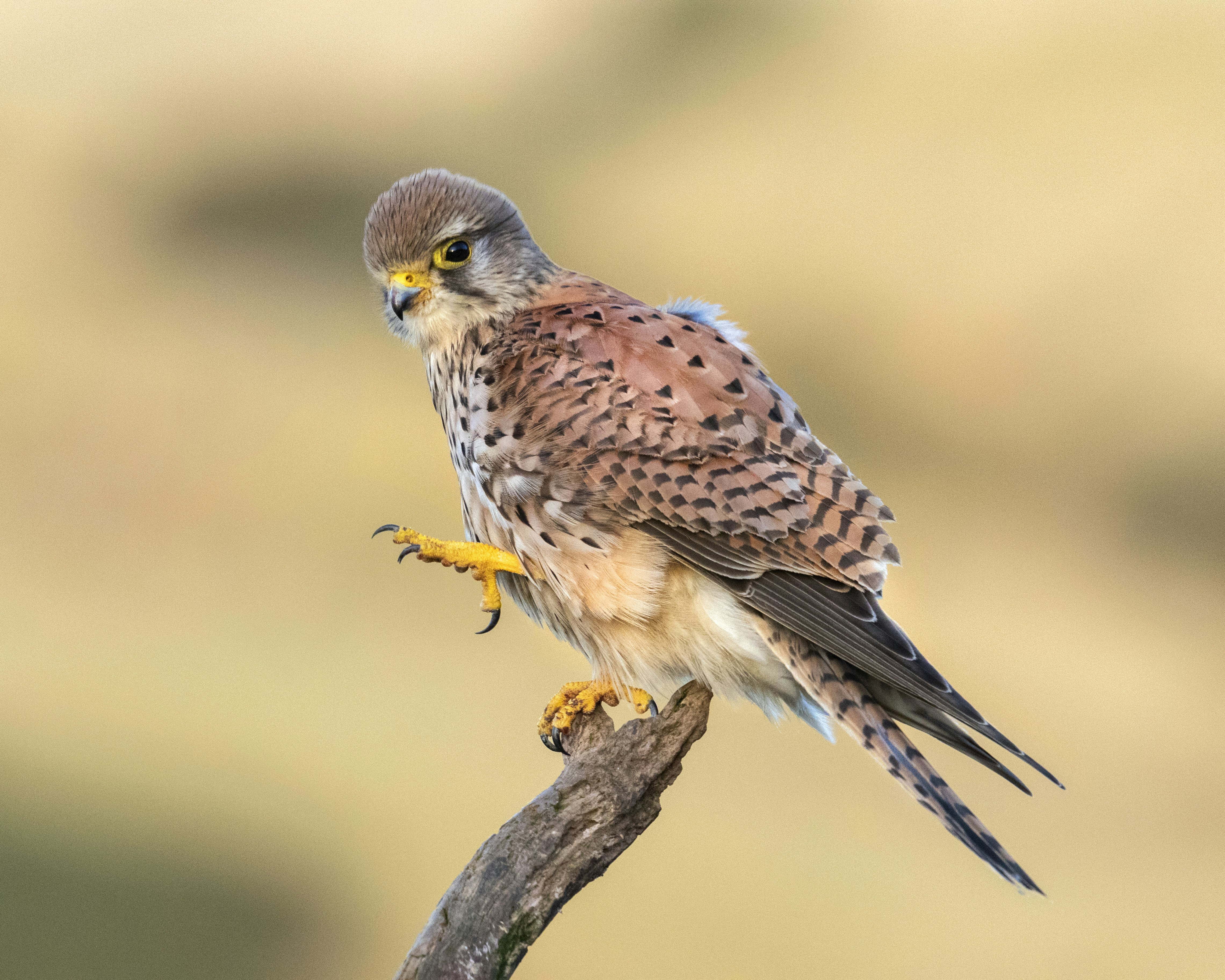 Photo by wild_christography