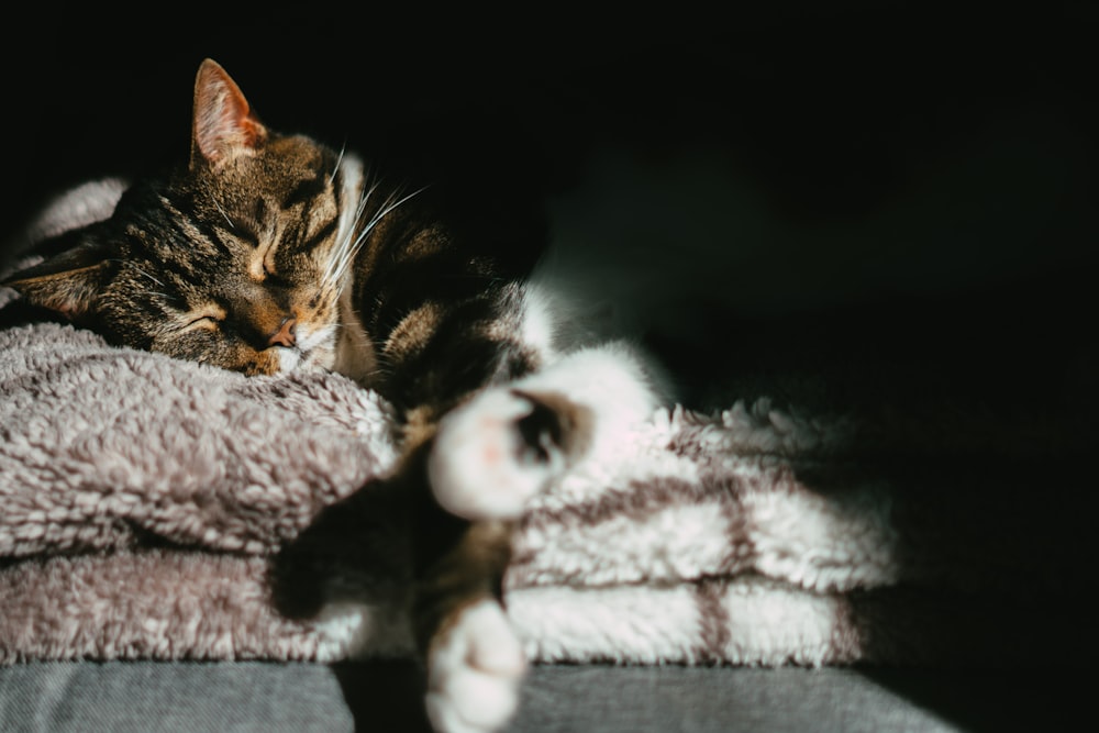 brown tabby cat lying on white textile