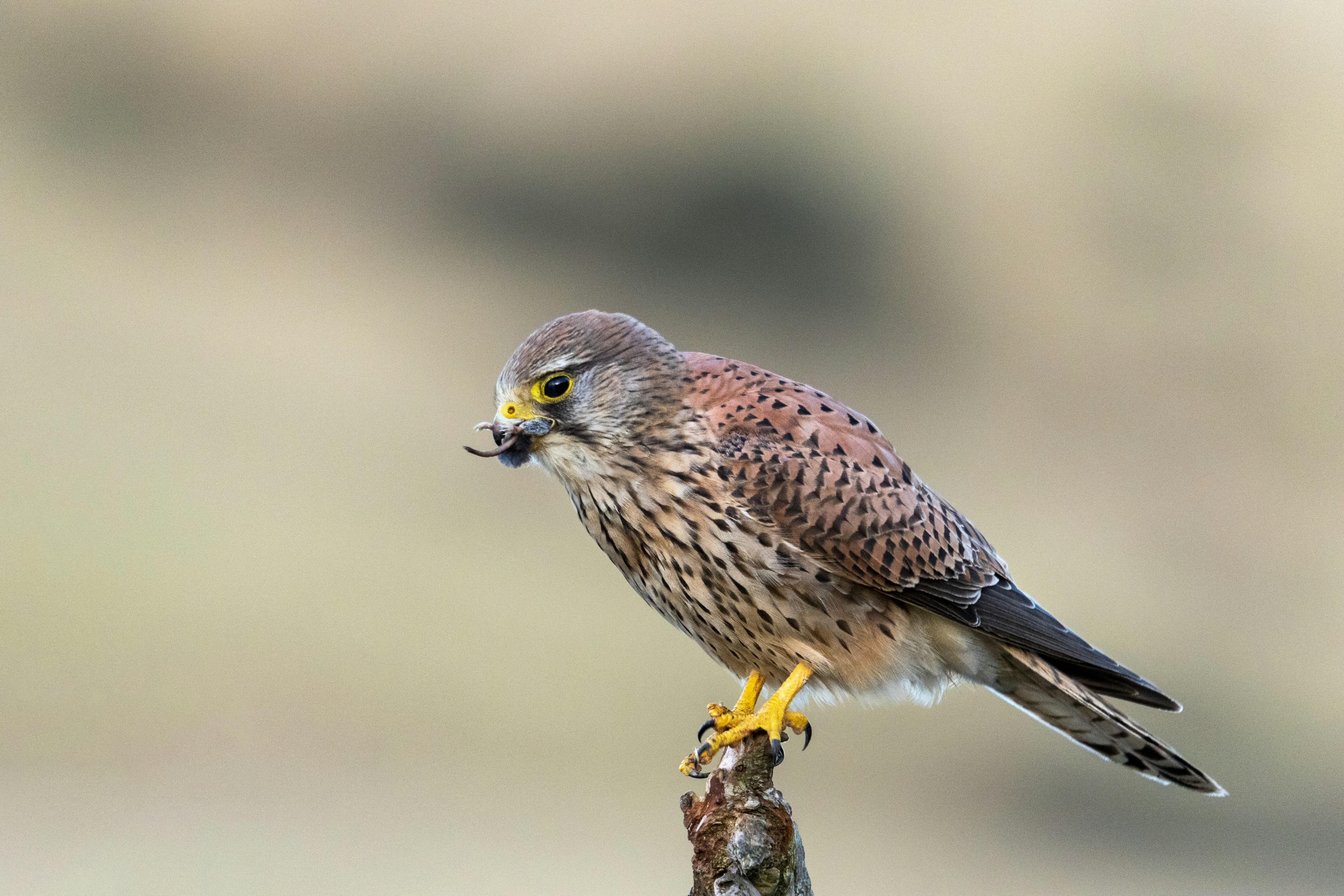 Photo by wild_christography