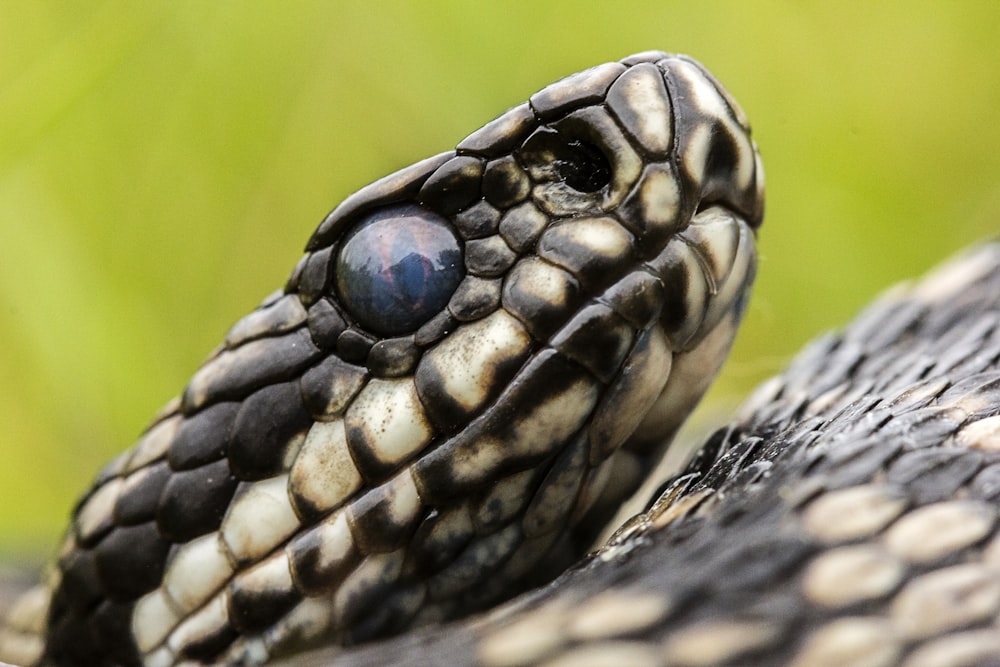 black and brown snake on gray rock