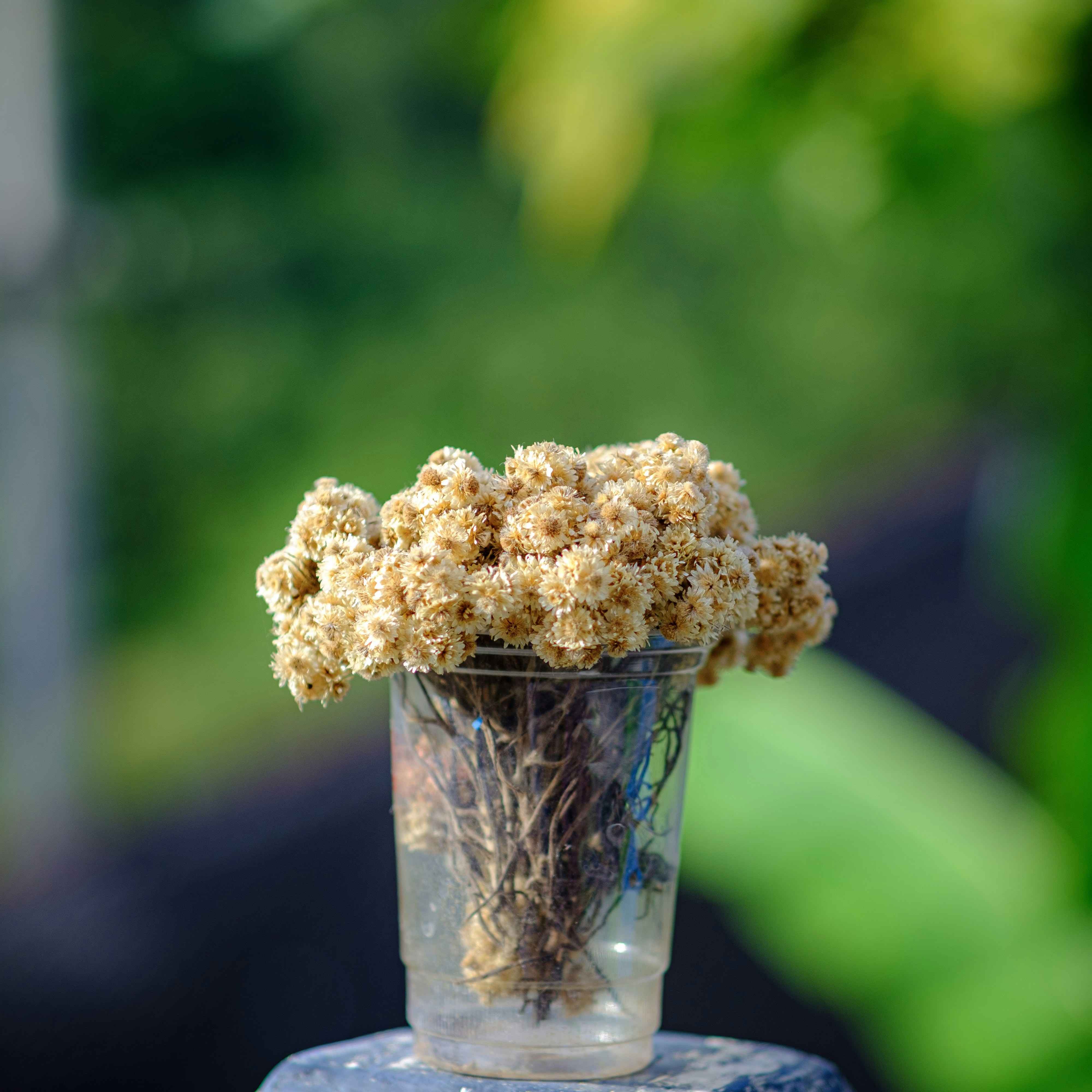 عطر أوريفيا إيترنال الخالد للجميع