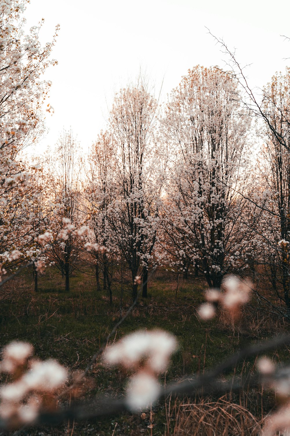 leafless trees on green grass field during daytime