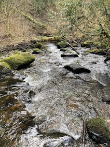 A serene natural scene featuring a flowing stream surrounded by lush greenery. Moss-covered rocks line the edges of the water, with overhanging branches and dense foliage creating a peaceful, undisturbed atmosphere.