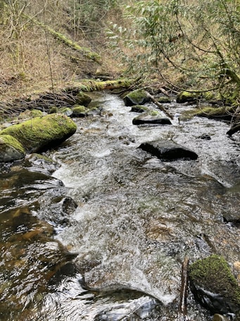 A serene natural scene featuring a flowing stream surrounded by lush greenery. Moss-covered rocks line the edges of the water, with overhanging branches and dense foliage creating a peaceful, undisturbed atmosphere.