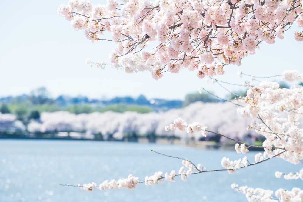 white cherry blossom near body of water during daytime