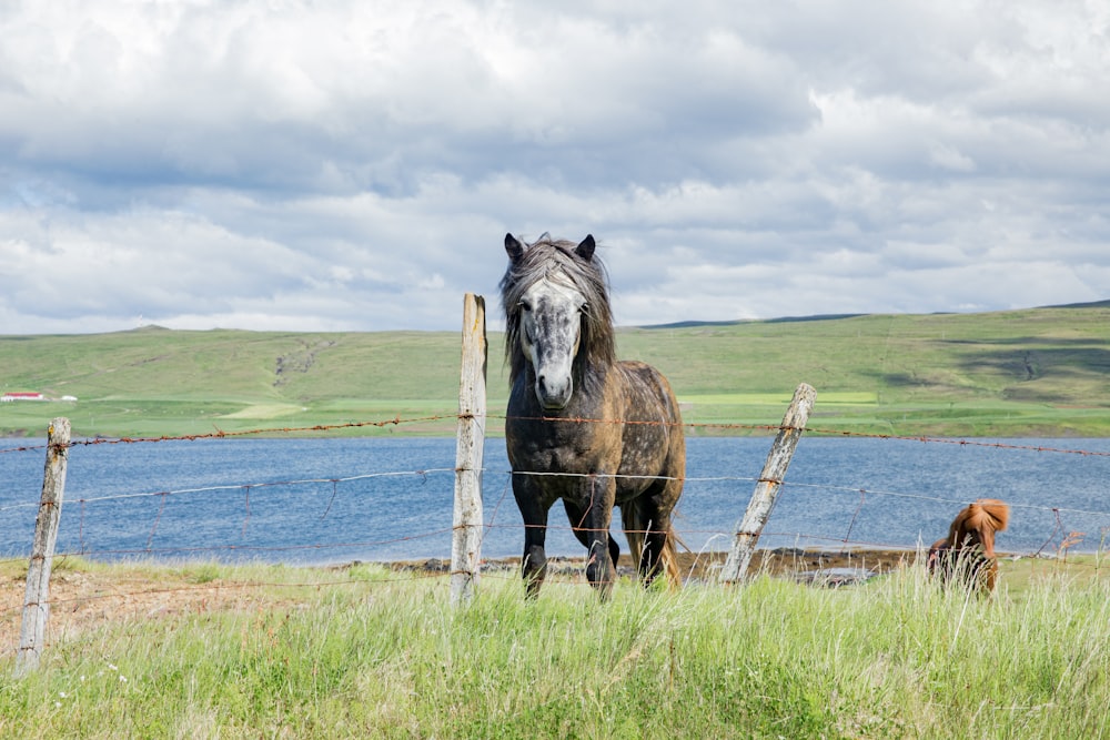 cheval noir sur le champ d’herbe verte pendant la journée