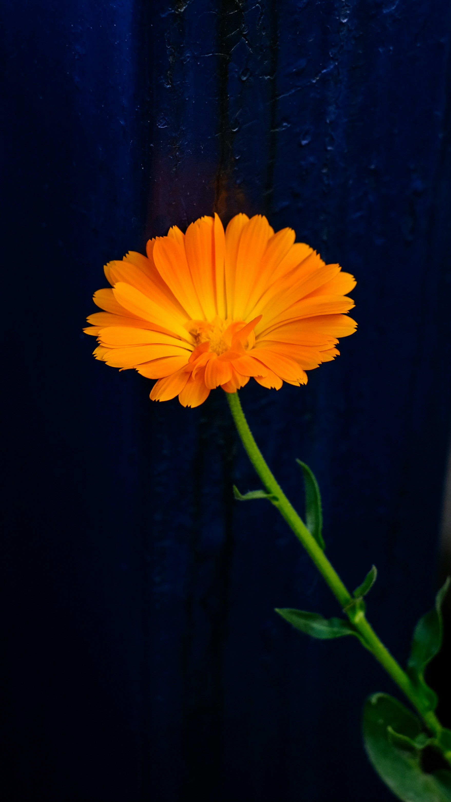Orange flower in close up photography photo – Free Orange Image on ...