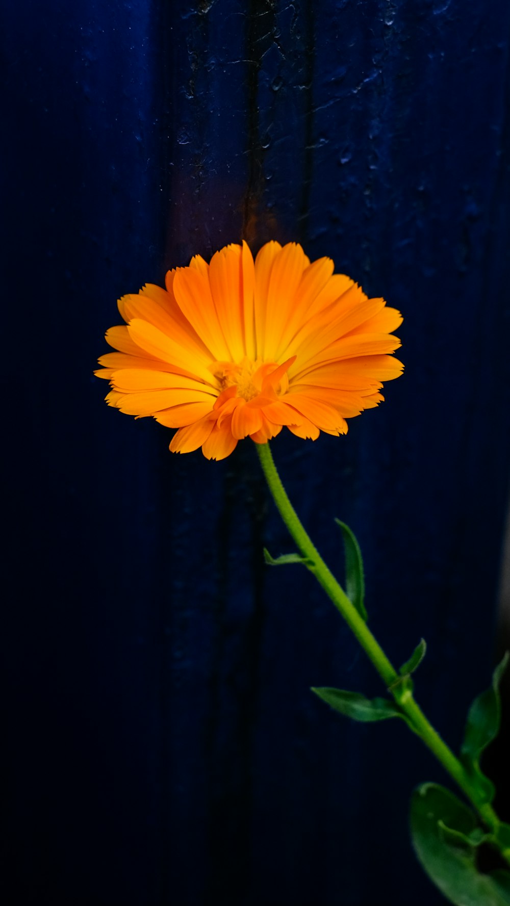 orange flower in close up photography