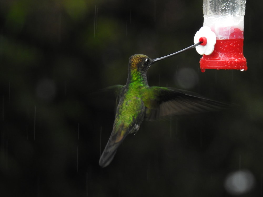 green and black humming bird