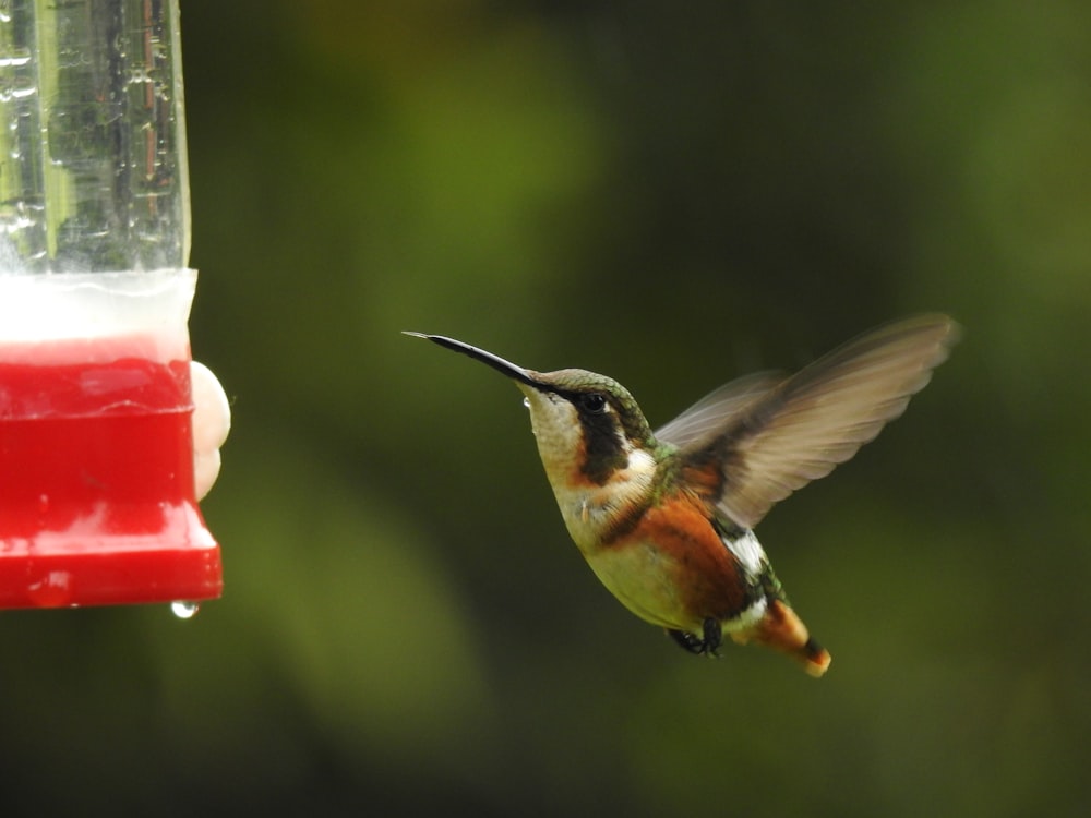 Colibrì marrone che vola durante il giorno