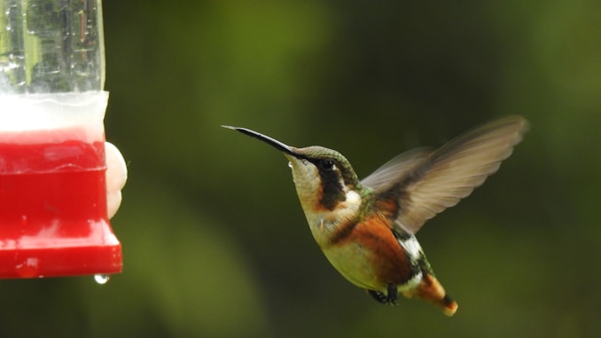 brown humming bird flying during daytime