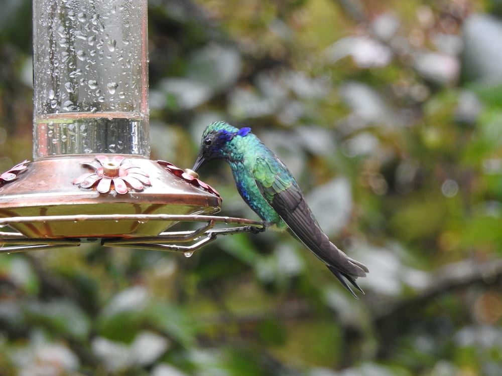 blue and green bird on brown bird feeder